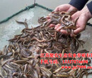 湖南泥鳅养殖选择江苏聚农10号成本低产出高图片