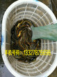 泥鳅养殖利润分析江苏聚农10号泥鳅养殖