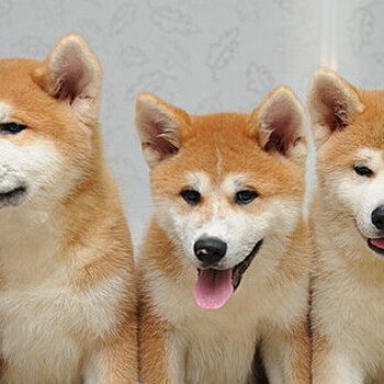 上海宠物狗养殖场出售赛级秋田犬，喜欢的联系