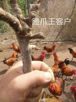 公鸡长蹬爪长飞爪吃什么有效果