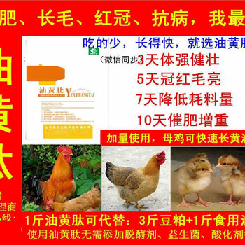 鸡快速长冠子药鸡催肥效果好的药鸡快速大冠子的鸡