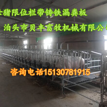 养殖专业设备母猪定位栏定制加工厂家高培定位栏新式设计
