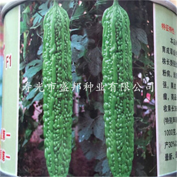 供應(yīng)雜交苦瓜種子緑天下F1苦瓜種子種苗嫁接苦瓜苗
