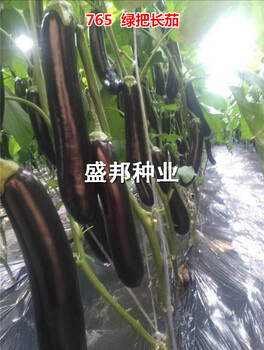 供应瑞克斯旺765布利塔茄子苗嫁接长茄苗绿把长茄苗