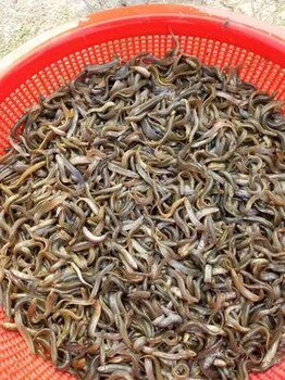 泥鰍養(yǎng)殖成本和利潤