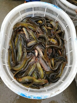 泥鰍養(yǎng)殖利潤(rùn)分析