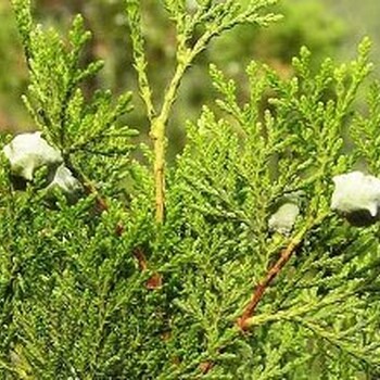 側(cè)柏種子價(jià)格綠化用途