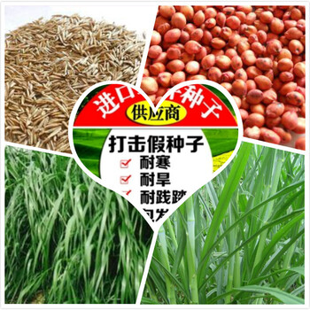麥茬牧草種籽品種
