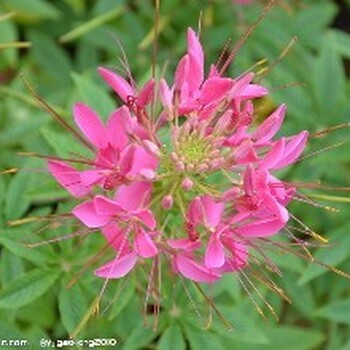 醉蝶花種子