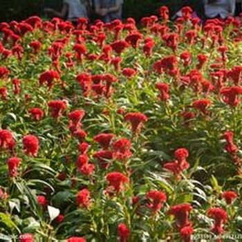雞冠花種子價格