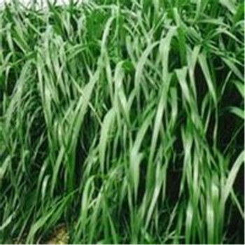 黑麥草牧草種子供應(yīng)商