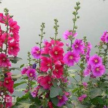 野花組合花葵種子價(jià)格