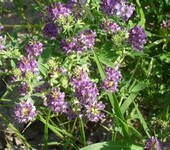 紫花苜蓿种子经销处