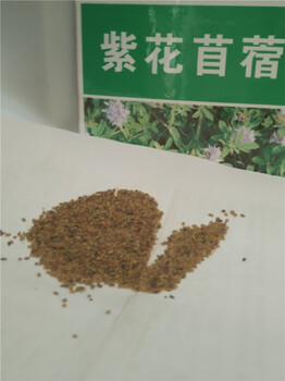 牧草种子价格与选种