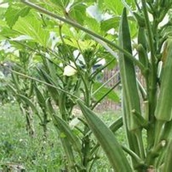 黃秋葵種子價格
