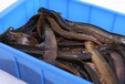青海泥鳅养殖基地优质的泥鳅种苗汉鑫农业核心泥鳅技术