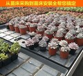 花卉品牌苗床-花卉热镀锌苗床-花卉市场-华耀农业设施图片