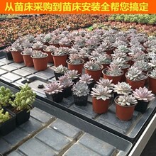 花卉品牌苗床-花卉热镀锌苗床-花卉市场-华耀农业设施图片