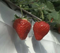 唐山草莓观光采摘-立体草莓种植槽-河北华耀