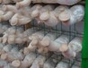 梧州杏鲍菇网架/食用菌培养架/菌类出菇架-直接厂家-支持定做