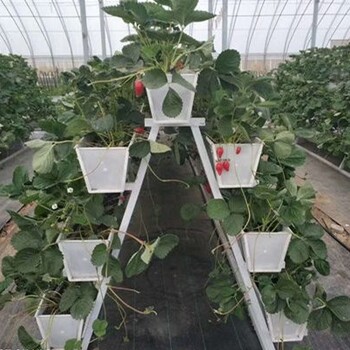 温室用pvc立体草莓栽培槽种植草莓的优势
