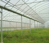 塑料大棚-温室设施-农业专用设备-保温性好造价低