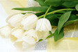 花卉苗床-温室郁金香种植-浪漫价给你