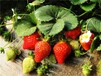 PVC立体草莓种植-高效-节能-无污染