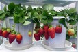 PVC立体草莓种植槽-方法-优点-专业设计种植