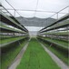 北京温室育苗设备--多层苗床的构造优势