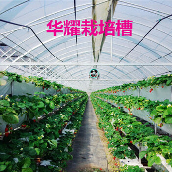溫室新型草莓立體種植槽增產(chǎn)，華耀