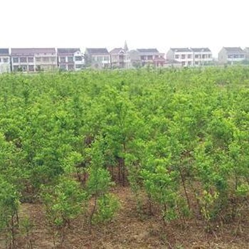 5公分棗樹出售5公分棗樹5公分棗樹價格