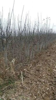 山西3公分核桃樹+4公分核桃樹+5公分核桃樹