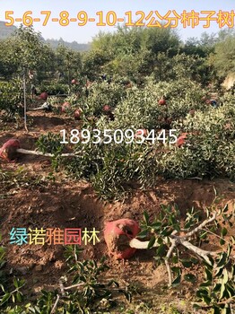 出售10公分占地柿子樹(shù)12公分柿子樹(shù)15公分柿子樹(shù)量大