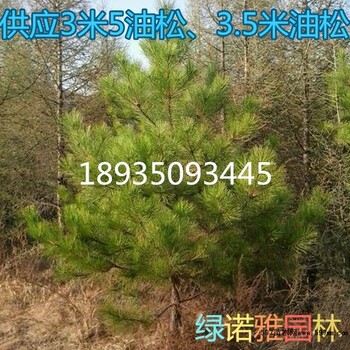 出售1米5油松價(jià)格，2米油松價(jià)格，2米5油松多少錢(qián)
