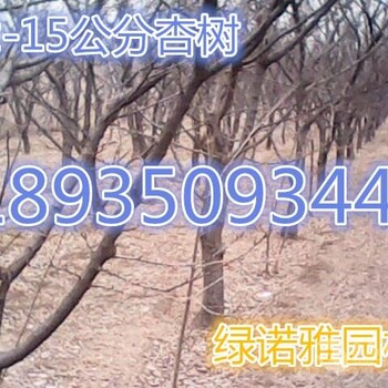出售8公分杏樹(shù)價(jià)格10公分杏樹(shù)價(jià)格12公分杏樹(shù)價(jià)格