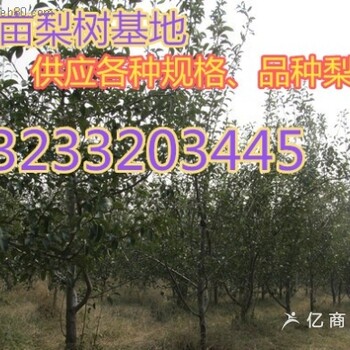 供應10公分12公分15公分梨樹價格