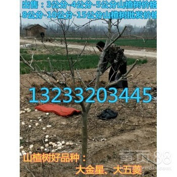 今年8公分山楂樹8公分山楂樹多少錢一棵？10公分山楂樹價格