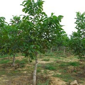 今年新占地5公分核桃树6公分占地核桃树占地核桃树价格