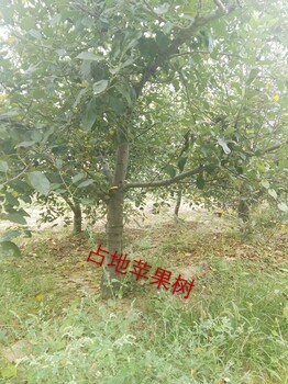 供應今年新5公分蘋果樹價格6公分蘋果樹多少錢一棵？8公分蘋果樹