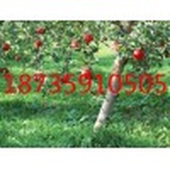 山西今年供应4、5、6公分苹果树基地批发价格