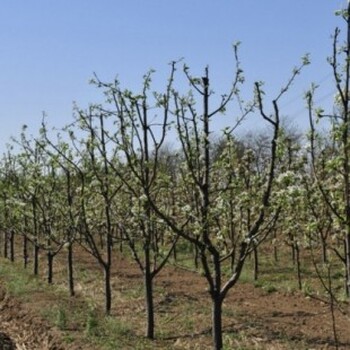 梨树基地山西出售今年新5公分10公分梨树价格15公分梨树价格