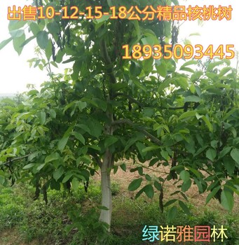 核桃樹基地供應(yīng)地徑10公分核桃樹價(jià)格？10公分12公分15公分占地核桃樹