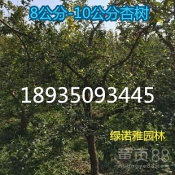 山西杏樹基地供應(yīng)米徑10公分12公分15公分杏樹價(jià)格地徑8-20公分杏樹