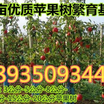 山西今年地徑占地8公分蘋果樹價(jià)格？10公分蘋果樹產(chǎn)地