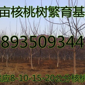 山西核桃树基地出售8公分占地核桃树价格，10公分核桃树价格，15公分核桃树价格