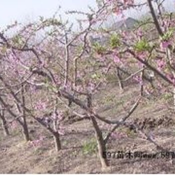 桃樹基地今年10公分占地桃樹報價價格12公分占地桃樹多少錢一棵？