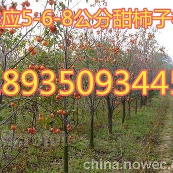 柿子樹基地供應(yīng)柿子樹報(bào)價(jià)5公分6公分7公分8公分9公分柿子樹