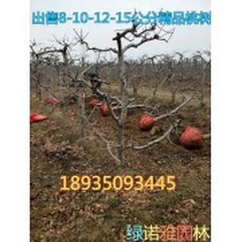 桃树基地供应今年占地桃树3公分-5公分-8公分-10公分桃树价格量大