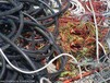 闵行浦江镇报废电缆线回收价格-闵行区专业电缆线收购利用公司